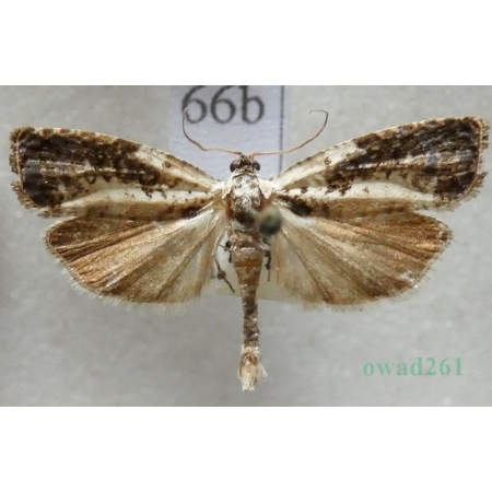 Hedya salicella (Linnaeus, 1758) Płatkówka wierzbóweczka Czech66b